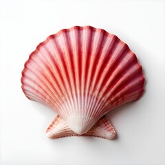 Red Scallop Shell on White Background