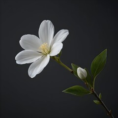 Obraz premium Single White Flower on Dark Background