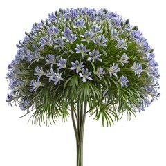 Round Agapanthus Flower Arrangement