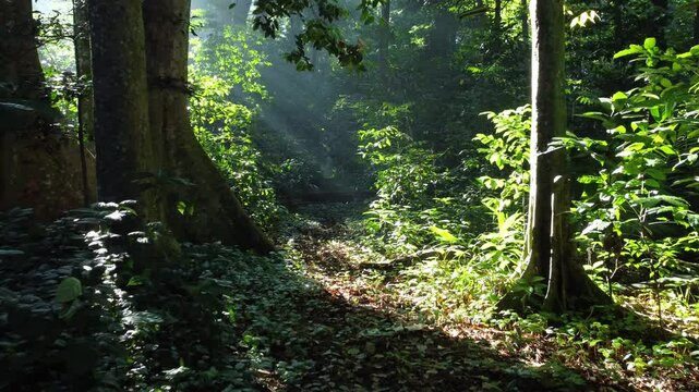 Forest tree. Tropical Forest or Rain Forest. Walk through dense forests as the sun scans the trees in summer. The rays reached the green forest. Cifor, Forestry Research IPB University, Indonesia.