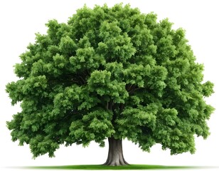Fototapeta premium Majestic Green Oak Tree Isolated on White Background