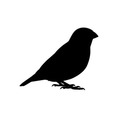 Zebra finch silhouette vector flat illustration design.