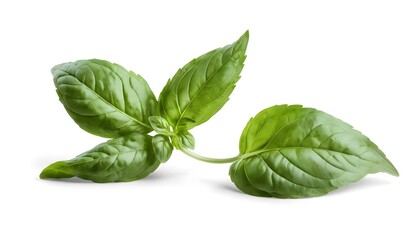 Fototapeta premium Fresh Basil Sprig Isolated on White