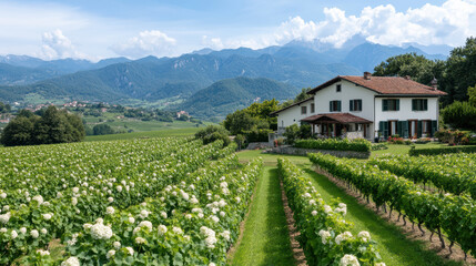 Lush vineyard in valley with charming farmhouse and mountains in background
