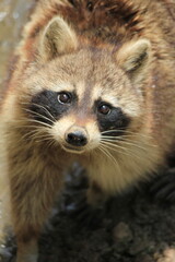 close up of a raccoon in a zoo