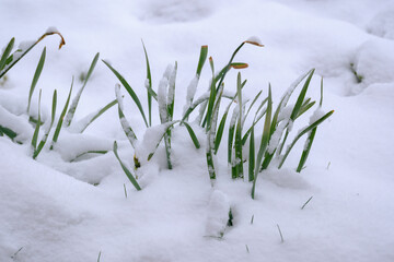 Snow covered green grass. Plants covered with spring snow. 