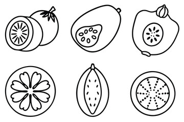 feijoa line art vintage style fruit sketch for prints