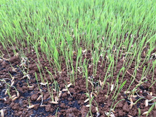 Fototapeta premium Indonesia, rice seedbed. Rice planting, paddy