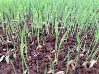 Indonesia, rice seedbed. Rice planting, paddy