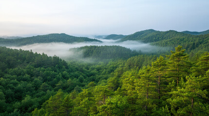 Obraz premium Lush green forest landscape with misty mountains in background creates serene atmosphere