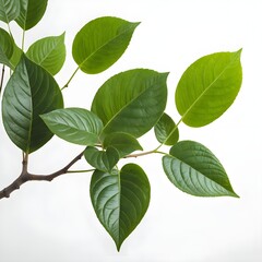 Fototapeta premium Green Leaves Branch on White Background