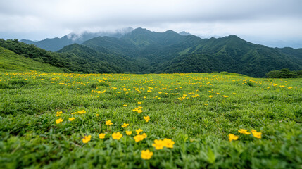 Lush green landscape with vibrant yellow flowers and mountains in background