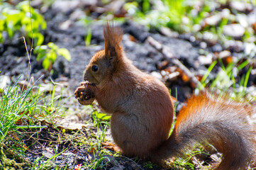 Fototapeta premium a red squirrel holding a nut in its paw