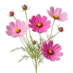 Pink Cosmos Flowers Bouquet