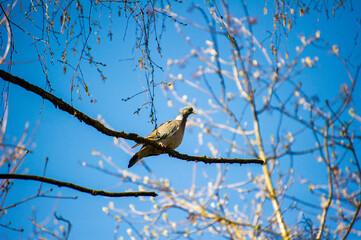 pigeon bird on branch