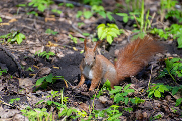 a red squirrel sitting on the ground in the forest