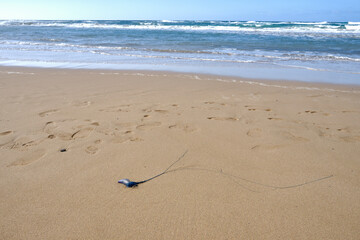 jellyfish on the sand of a beach.