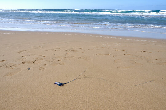 jellyfish on the sand of a beach.