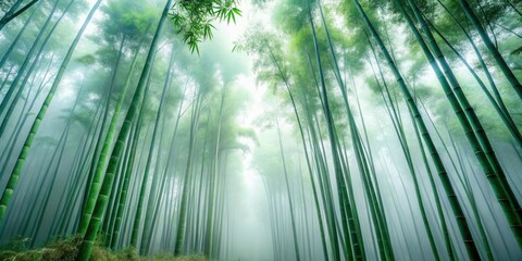 Fototapeta premium Ethereal Bamboo Forest Fog Mystery Tranquility - Misty Bamboo Grove, Serene Nature Scene, Magical Atmosphere