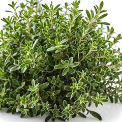 Fresh Thyme Sprig Close-Up