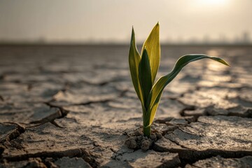 A single corn seedling emerges from parched earth, symbolizing resilience and hope, under the warm glow of the sun, illustrating nature's persistence.
