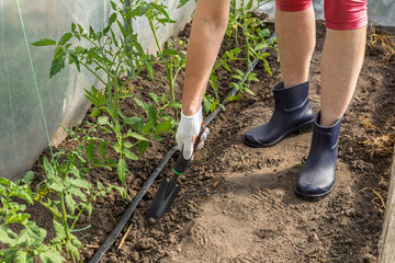 Female gardener takes care of tomato plants.