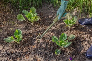 Farmer is loosening soil around the cabbage using a hand garden rake