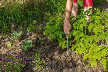 Farmer is loosening soil around raspberry bushes using a hand garden rake.