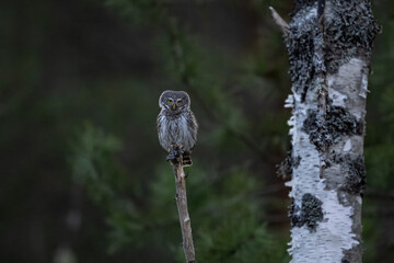 Eurasian pygmy owl on a tree in the forest