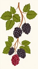 A vibrant flat art illustration showcases a blackberry branch with ripe black and a single ripening red blackberry, detailed leaves and stems creating a visually appealing design