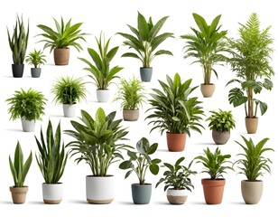 Obraz premium Collection of Houseplants in Various Pots