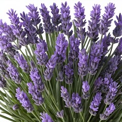 Fototapeta premium Lavender Bouquet Close-up