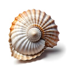 Obraz premium Spiral Seashell on White Background