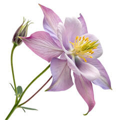 Obraz premium Balloon flower isolated on transparent background