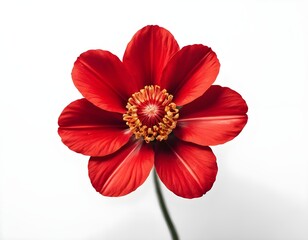 Fototapeta premium Single Red Flower on White Background