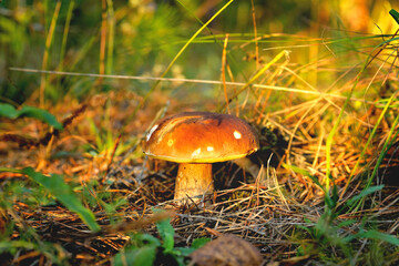 porcini mushroom in a natural natural environment against a background of fallen leaves,  sunlight, selective focus