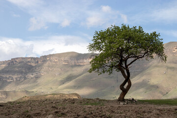 A lonely tree grows in a mountain valley. A tree near the mountains by the road on a sunny day. Mountain landscape on a summer day. Caucasus Mountains in summer.