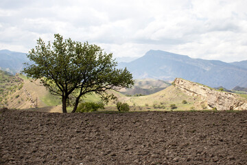 A lonely tree grows in a mountain valley. A tree near the mountains by the road on a sunny day. Mountain landscape on a summer day. Caucasus Mountains in summer.