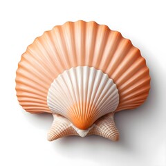 Fototapeta premium Two Scallops Seashells on White Background