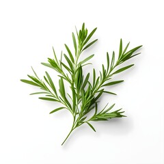 Fototapeta premium Sprig of Fresh Rosemary on White Background