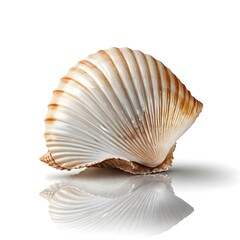 Single Scallop Shell on White Background