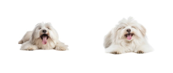 Fluffy white dogs with tongues out and happy expressions