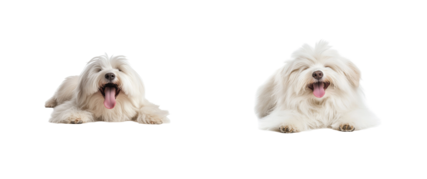 Fluffy white dogs with tongues out and happy expressions