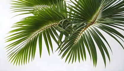 Fototapeta premium Lush Green Palm Fronds Against White Background