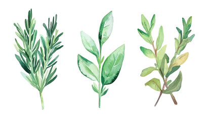 Fototapeta premium Minimalist Watercolor Herbs Illustration: Rosemary, Basil, Bay Leaf, Parsley Vector Art