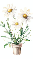 Watercolor Chamomile Flower in Pot Vector Illustration Minimalist Style