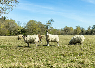 Sheep in a field