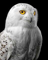 Obraz premium Majestic Snowy Owl Portrait with Intense Yellow Eyes on Transparent Background