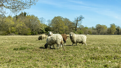 Fototapeta premium Sheep in a field