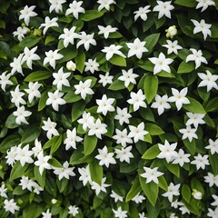 Lush White Star Jasmine Hedge